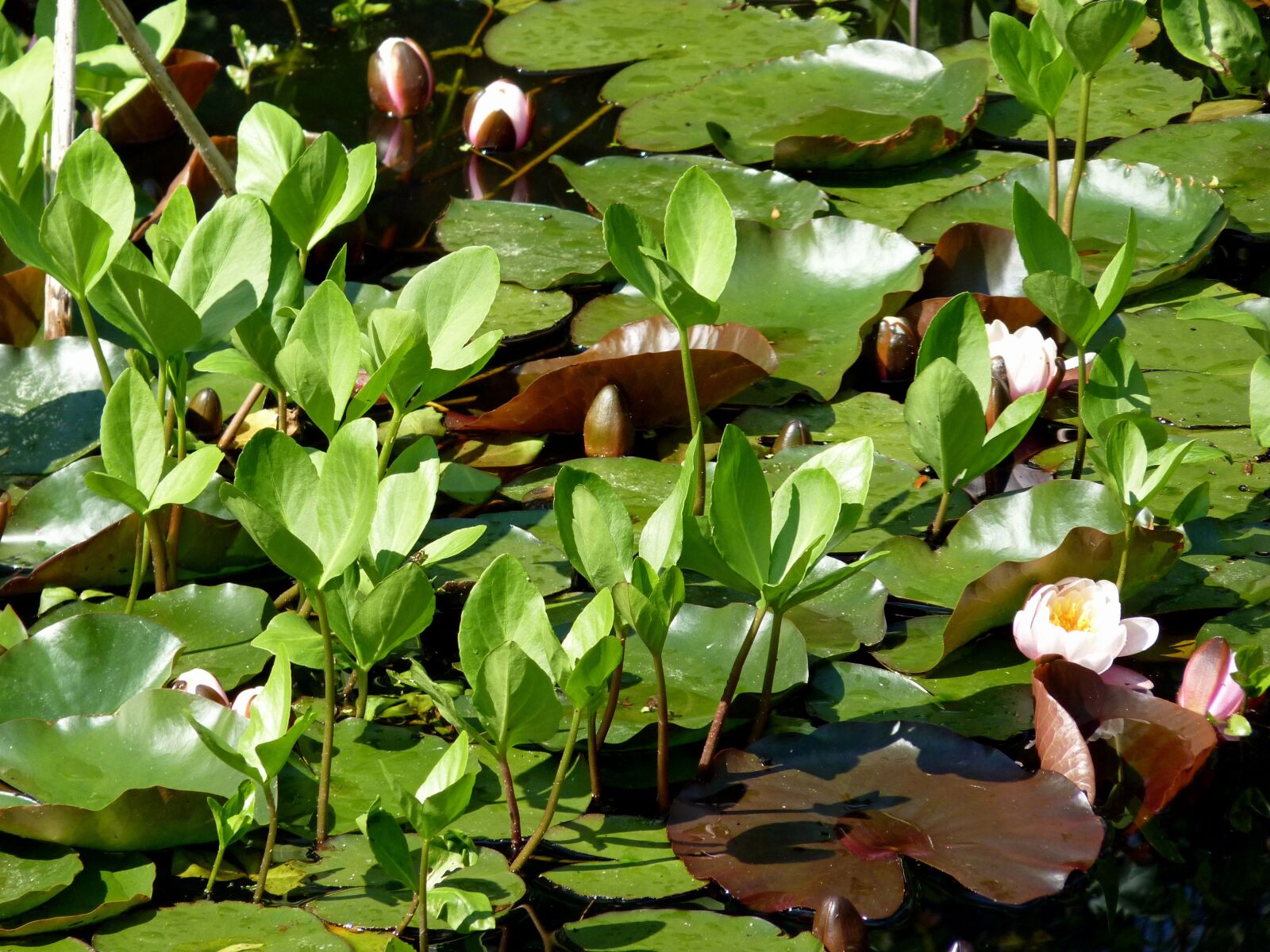 Panasonic Lumix DMC-FZ35 (Lumix DMC-FZ38) sample photo. Flower, water lily, aquatic photography