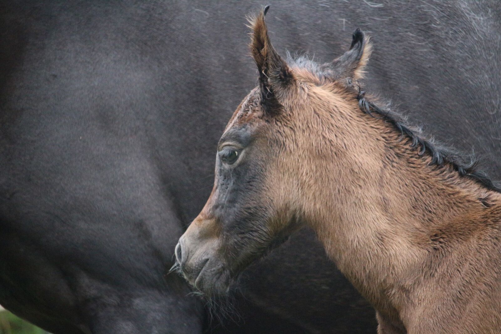Canon EOS 100D (EOS Rebel SL1 / EOS Kiss X7) sample photo. Horse, foal, suckling photography