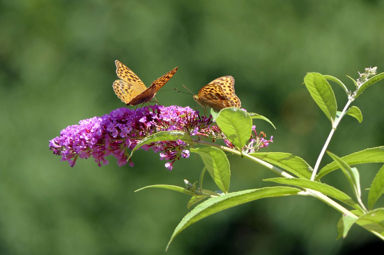 Panasonic Lumix DMC-FZ2500 (Lumix DMC-FZ2000) sample photo. Butterflies, blossom, bloom photography