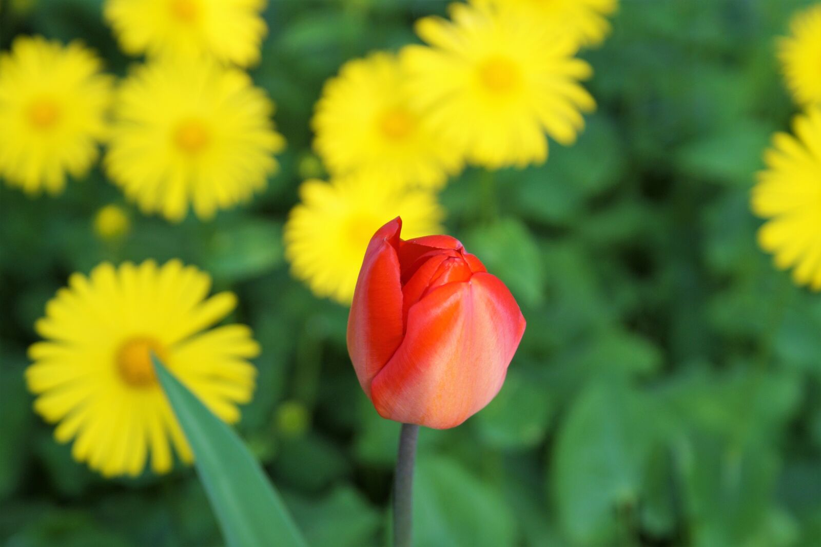 Sony SLT-A58 + Sony DT 18-70mm F3.5-5.6 sample photo. Tulip, flower, red photography