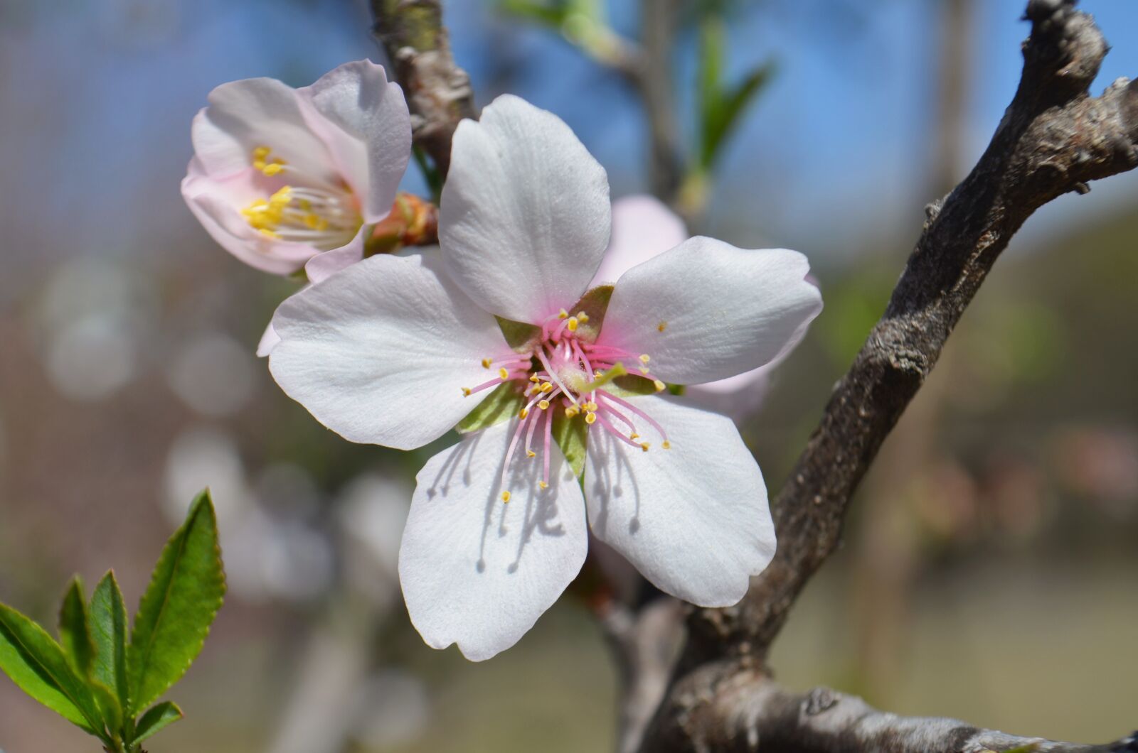 Nikon D5100 sample photo. Flower, white, branch photography