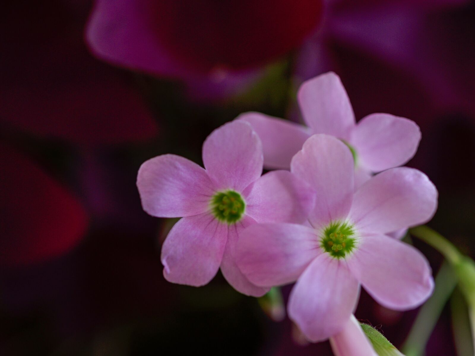 Olympus E-500 (EVOLT E-500) sample photo. Flower, pink, bordeaux photography