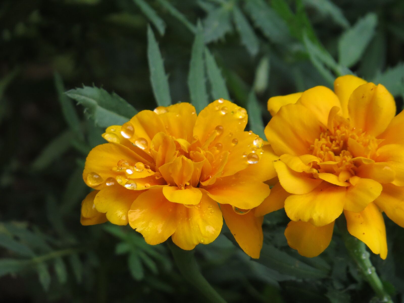 Canon PowerShot SX50 HS sample photo. Flower, orange, drop photography