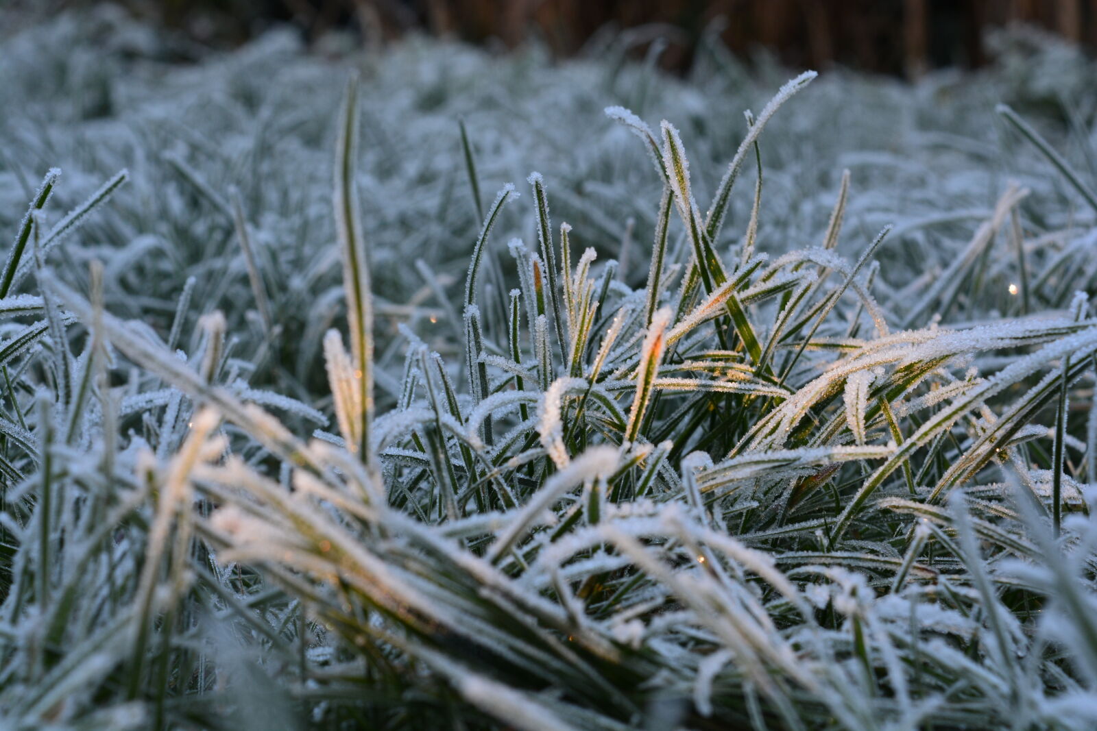 Nikon D5200 sample photo. Grass, morning, sun, sunlight photography