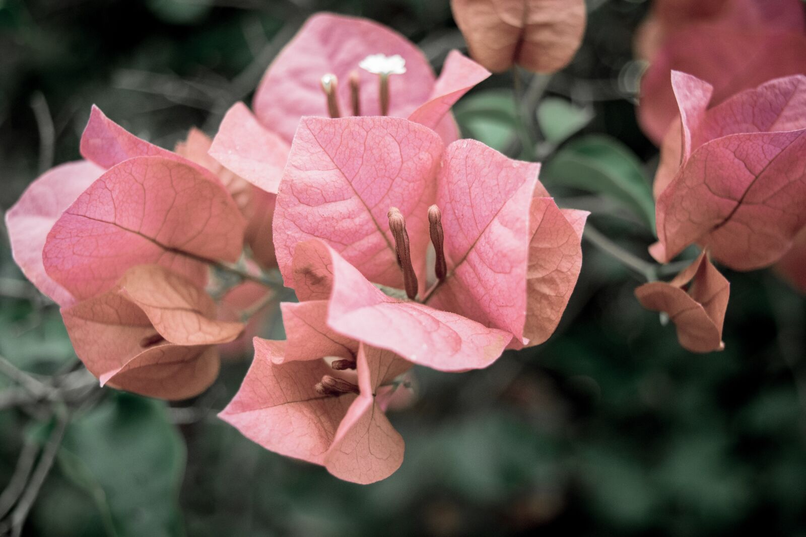 Nikon D5500 sample photo. Bougainvillea, flower, pink photography
