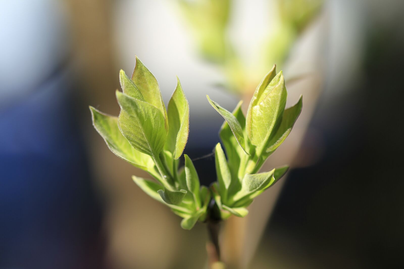 Canon EOS 7D sample photo. Leaves, lilac, tree photography