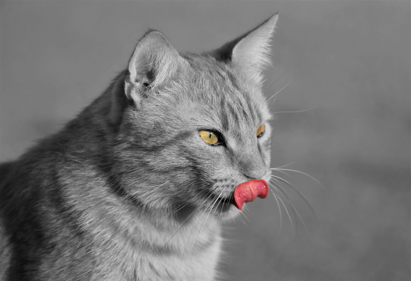 Canon EF 70-300 F4-5.6 IS II USM sample photo. Cat, black and white photography