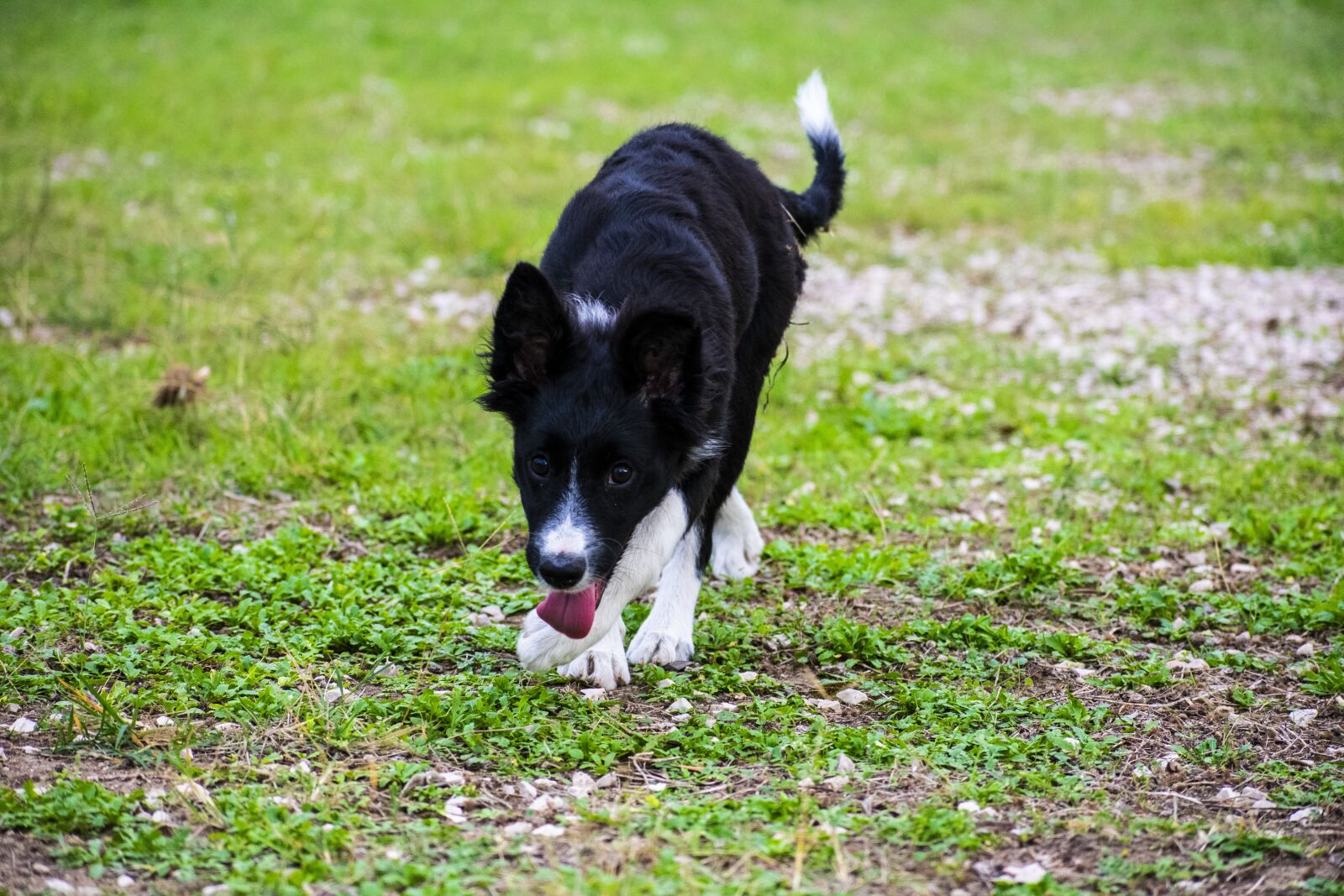 Nikon D3400 sample photo. Cleo, bordercollie, dog photography