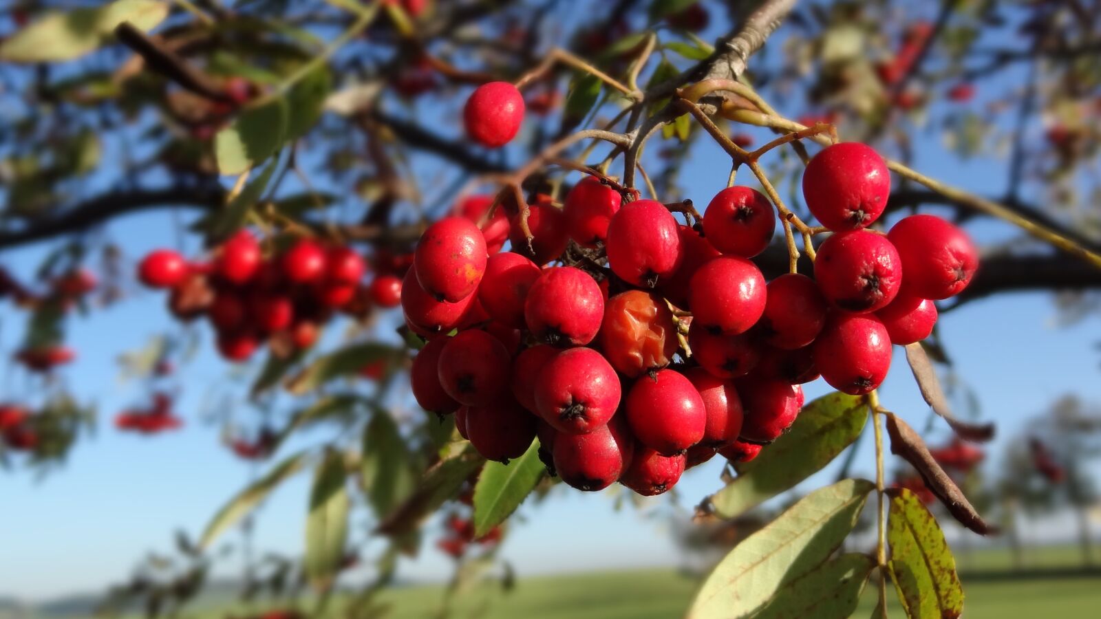 Sony Cyber-shot DSC-HX9V sample photo. Rowan, tree, red photography