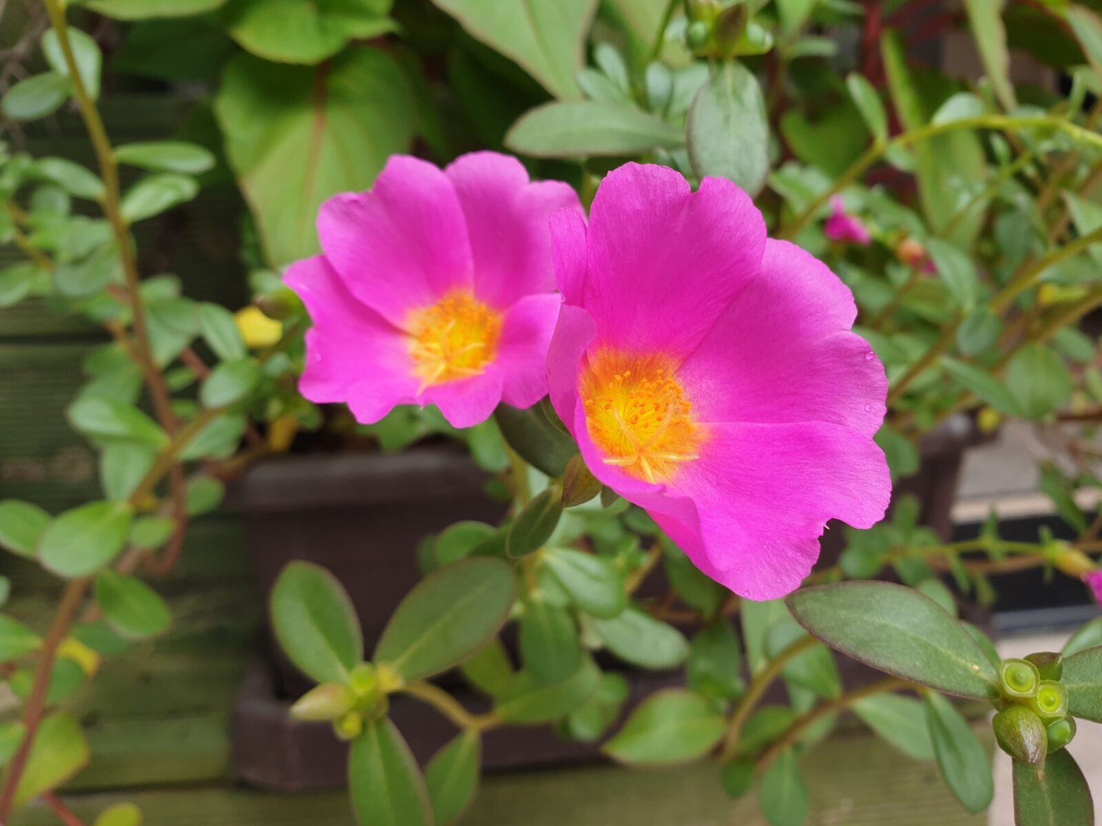 Samsung Galaxy S9 sample photo. Portulaca grandiflora, flower gardens photography
