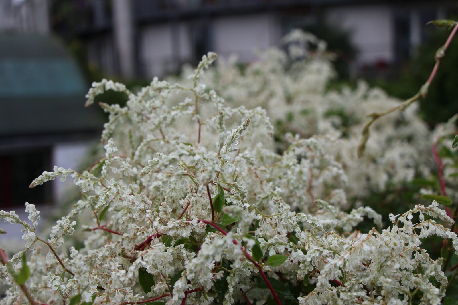 Canon EOS 650D (EOS Rebel T4i / EOS Kiss X6i) sample photo. Flowers, nature, beautiful flower photography