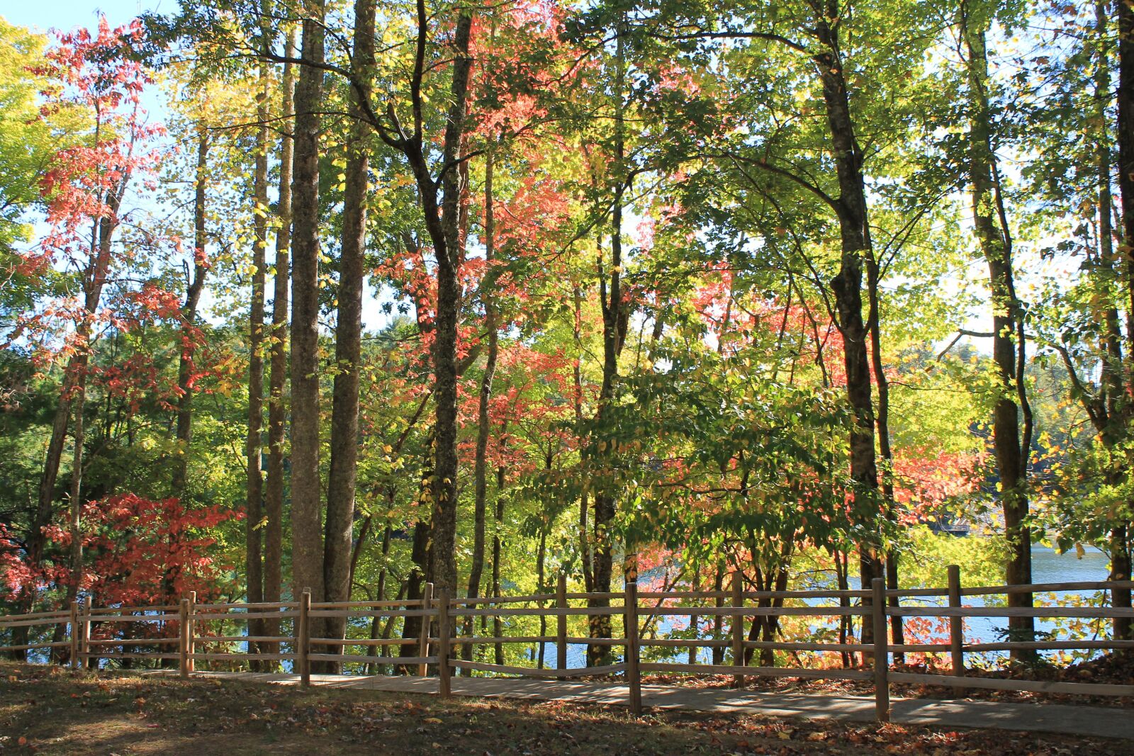 Canon EOS 1100D (EOS Rebel T3 / EOS Kiss X50) sample photo. Fall, fall trees, fall photography