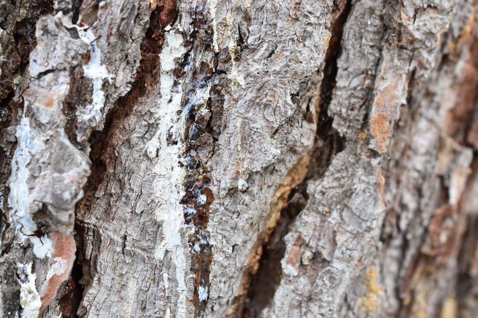 Nikon D5600 sample photo. Coreteccia, tree, pine photography