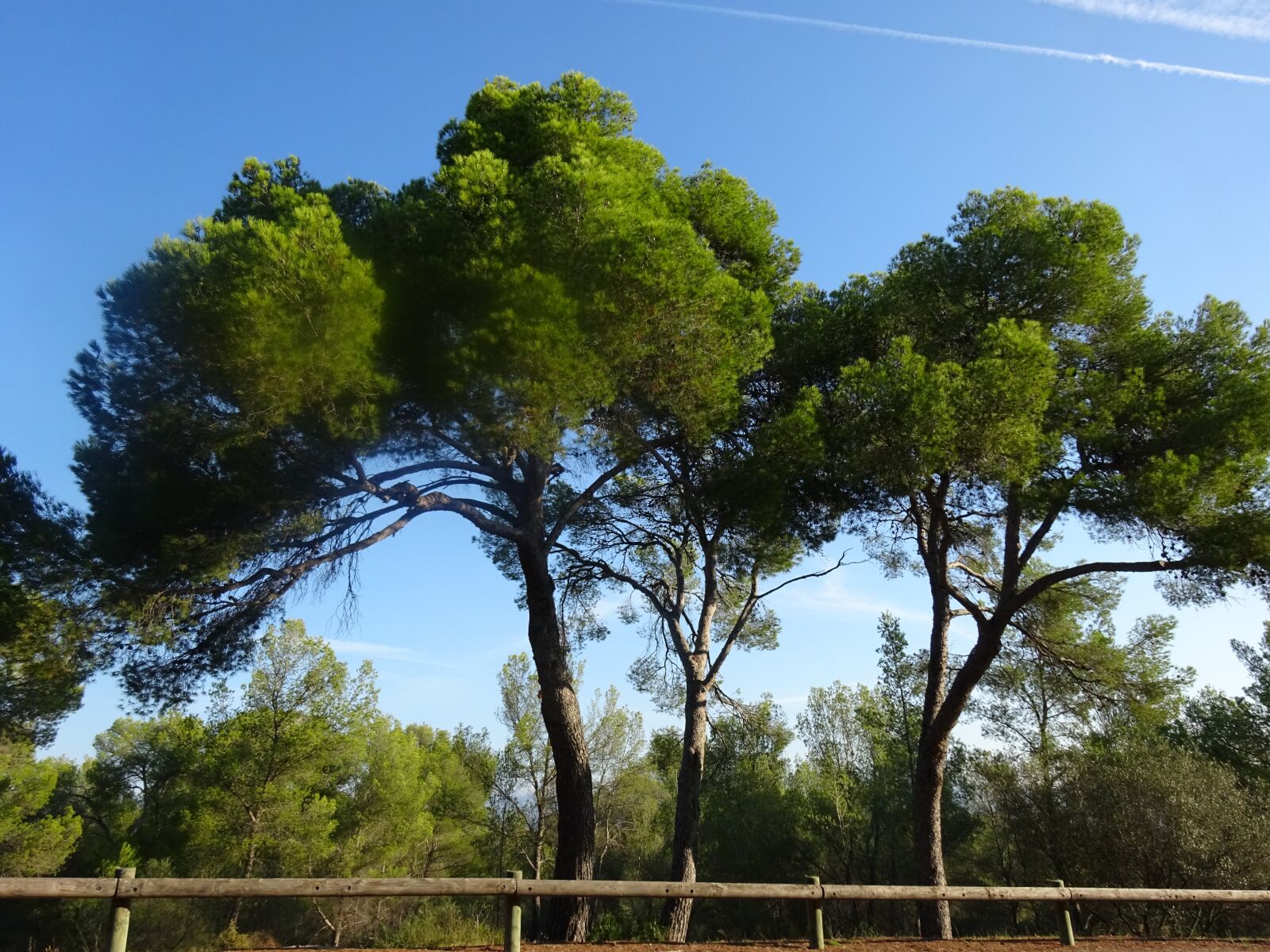 Sony Cyber-shot DSC-WX350 sample photo. Forest, trees, landscape photography