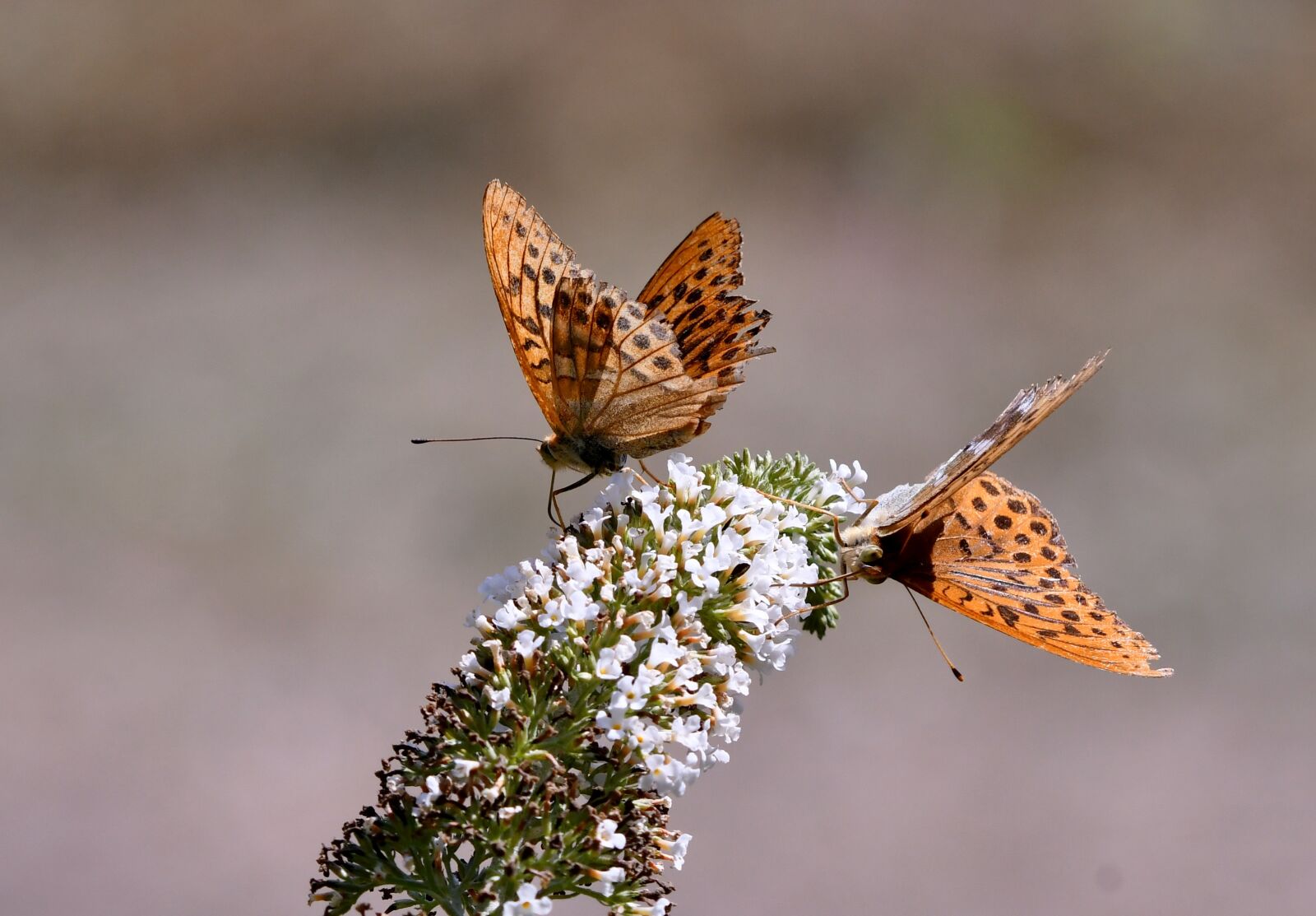 Nikon D500 sample photo. Butterflies, butterfly bush, bug photography