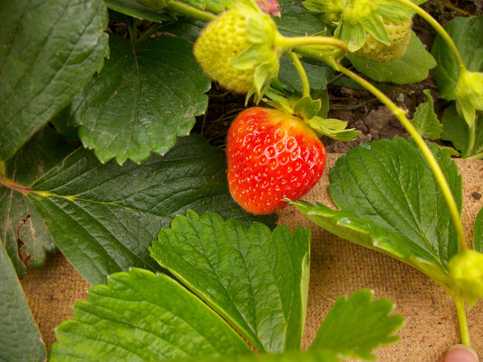 Pentax Optio M85 sample photo. Strawberry, fruit, red photography