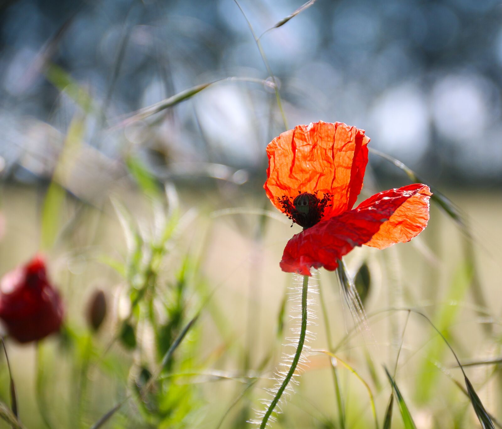 Canon EF-S 18-135mm F3.5-5.6 IS sample photo. Poppy, nature, red photography
