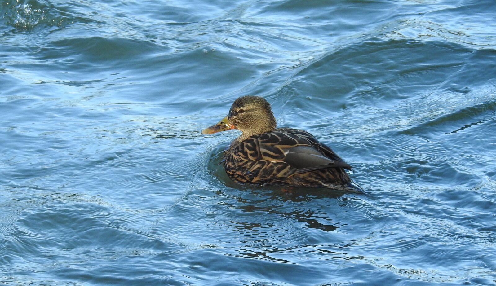 Nikon Coolpix P900 sample photo. Waters, nature, sea photography