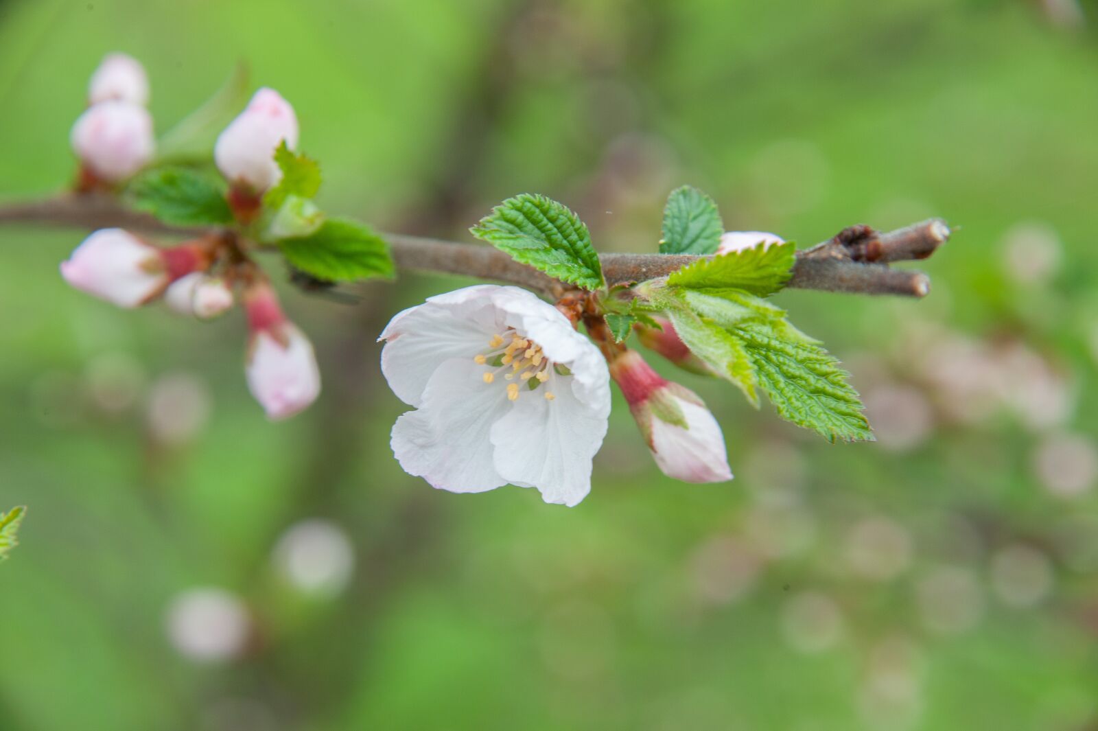 Nikon D700 sample photo. Spring, cherry, flowers photography