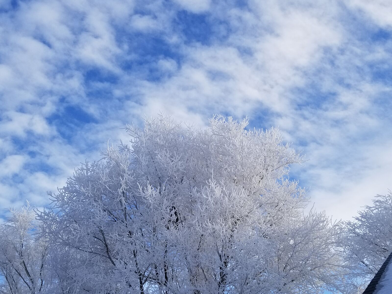 Samsung Galaxy S8 sample photo. Frost, tree, sky photography