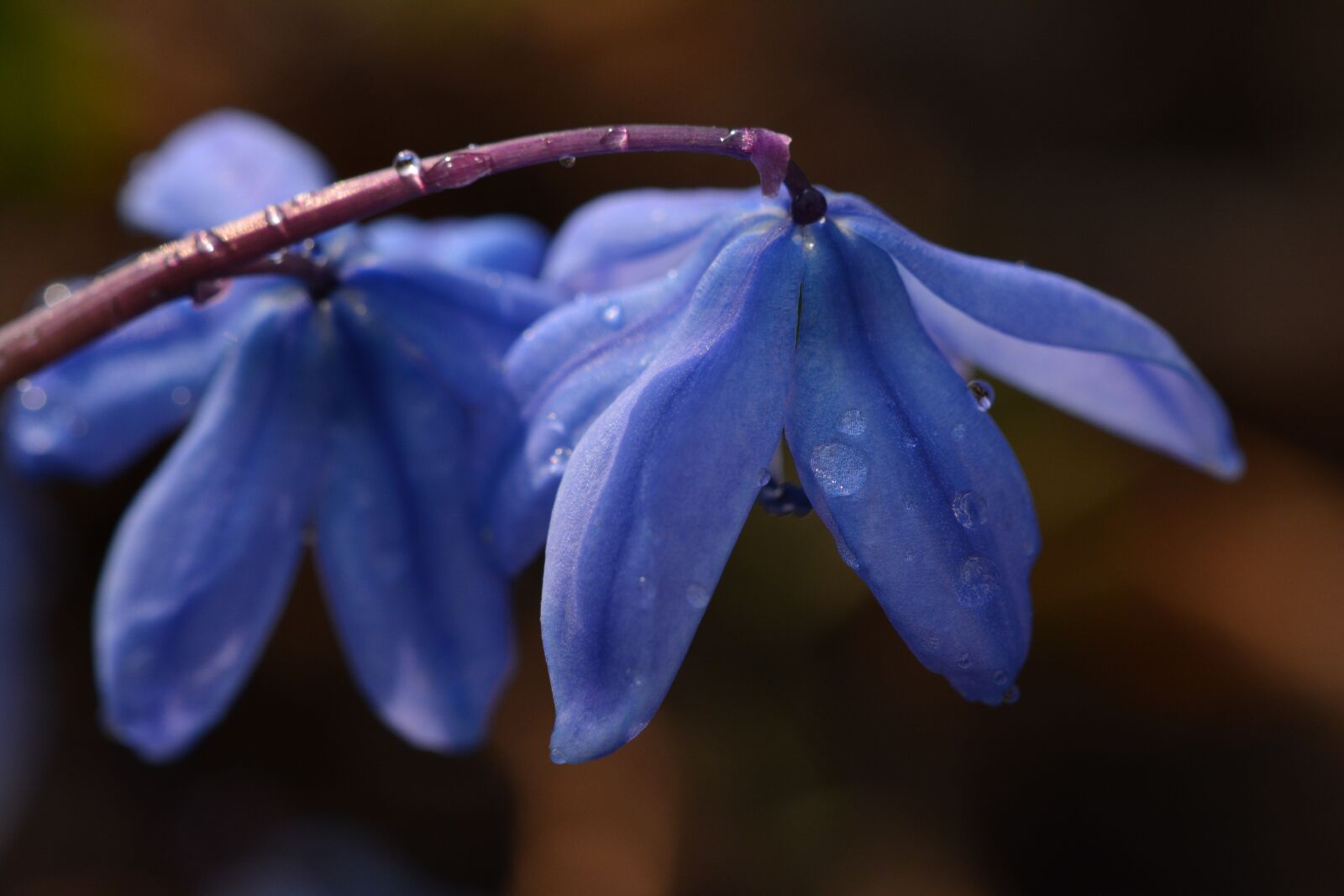 Nikon D5200 sample photo. Spring, flowers, nature photography