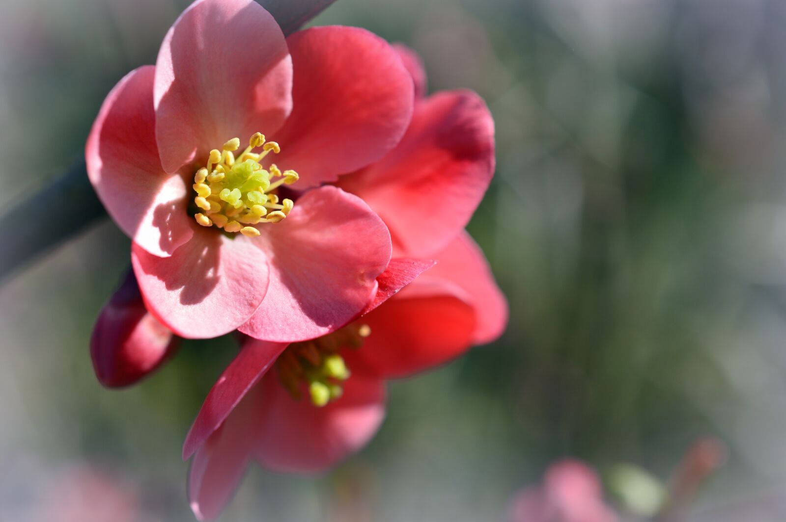 Nikon D3200 sample photo. Japanese ornamental quince, ornamental photography
