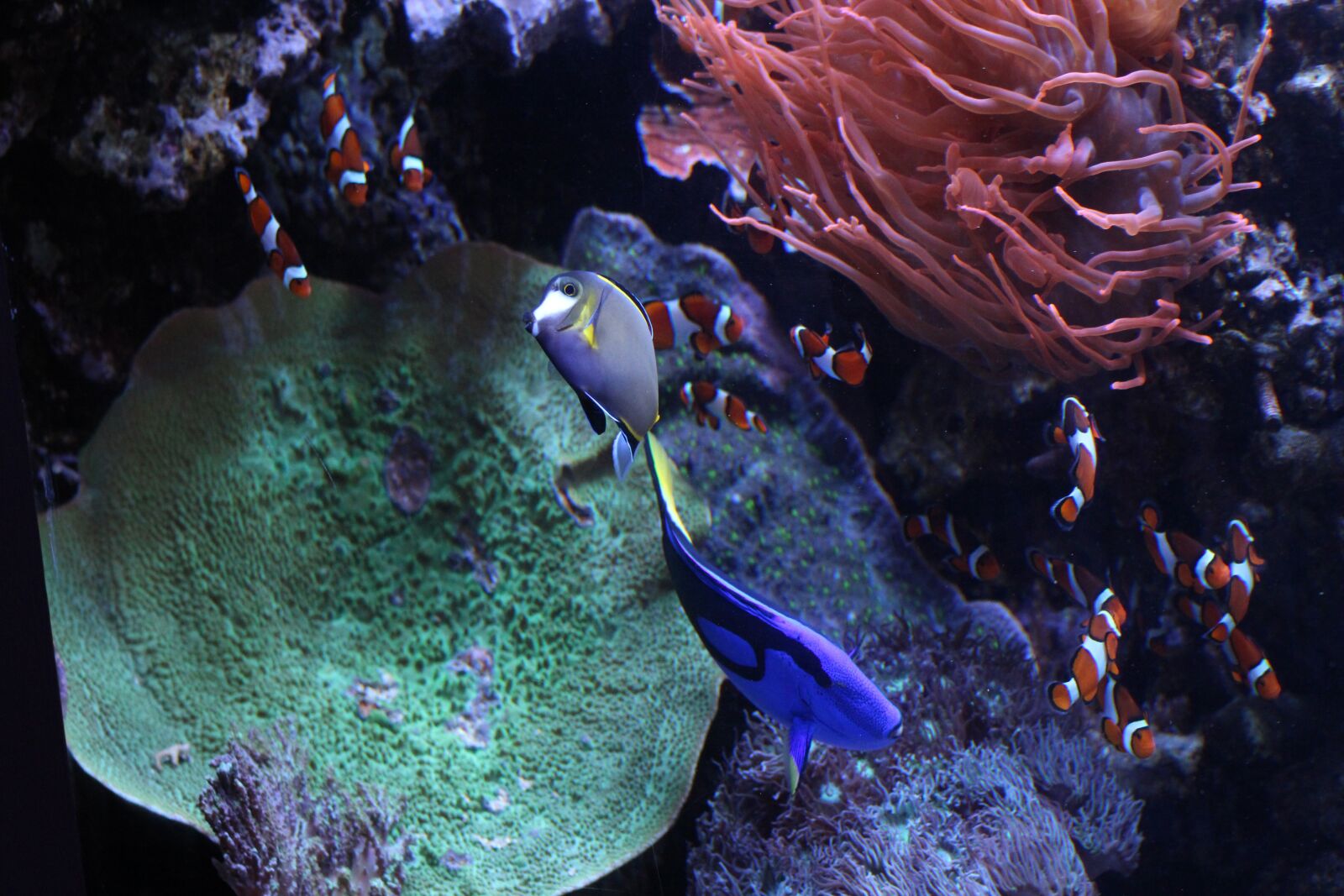 Canon EF 75-300mm f/4-5.6 USM sample photo. Monterey aquarium, monterey, california photography