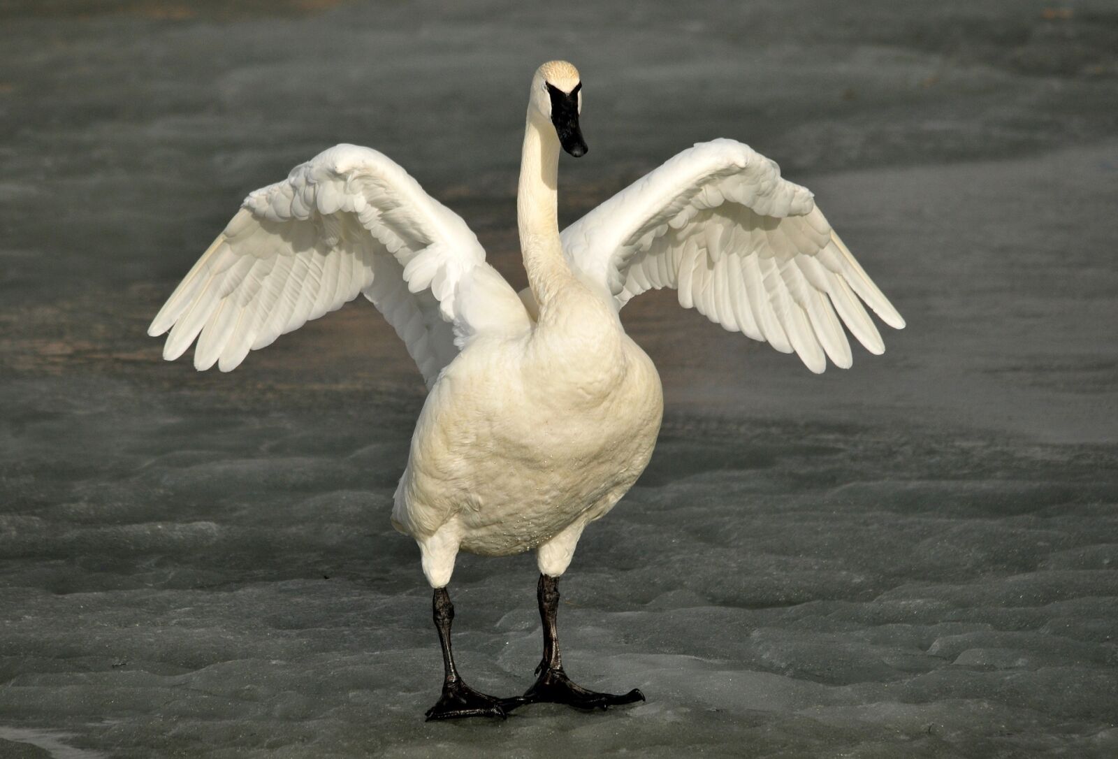 Nikon D300 sample photo. Trumpeter swan, bird, wildlife photography