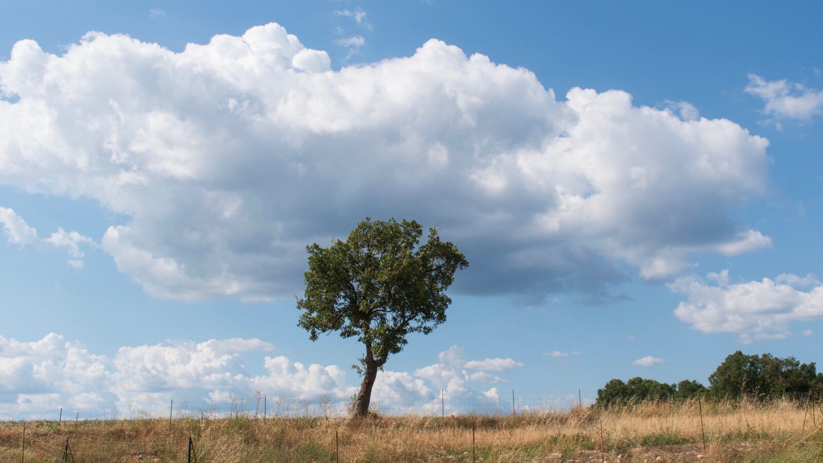 Nikon D5600 sample photo. Trees, a single tree photography