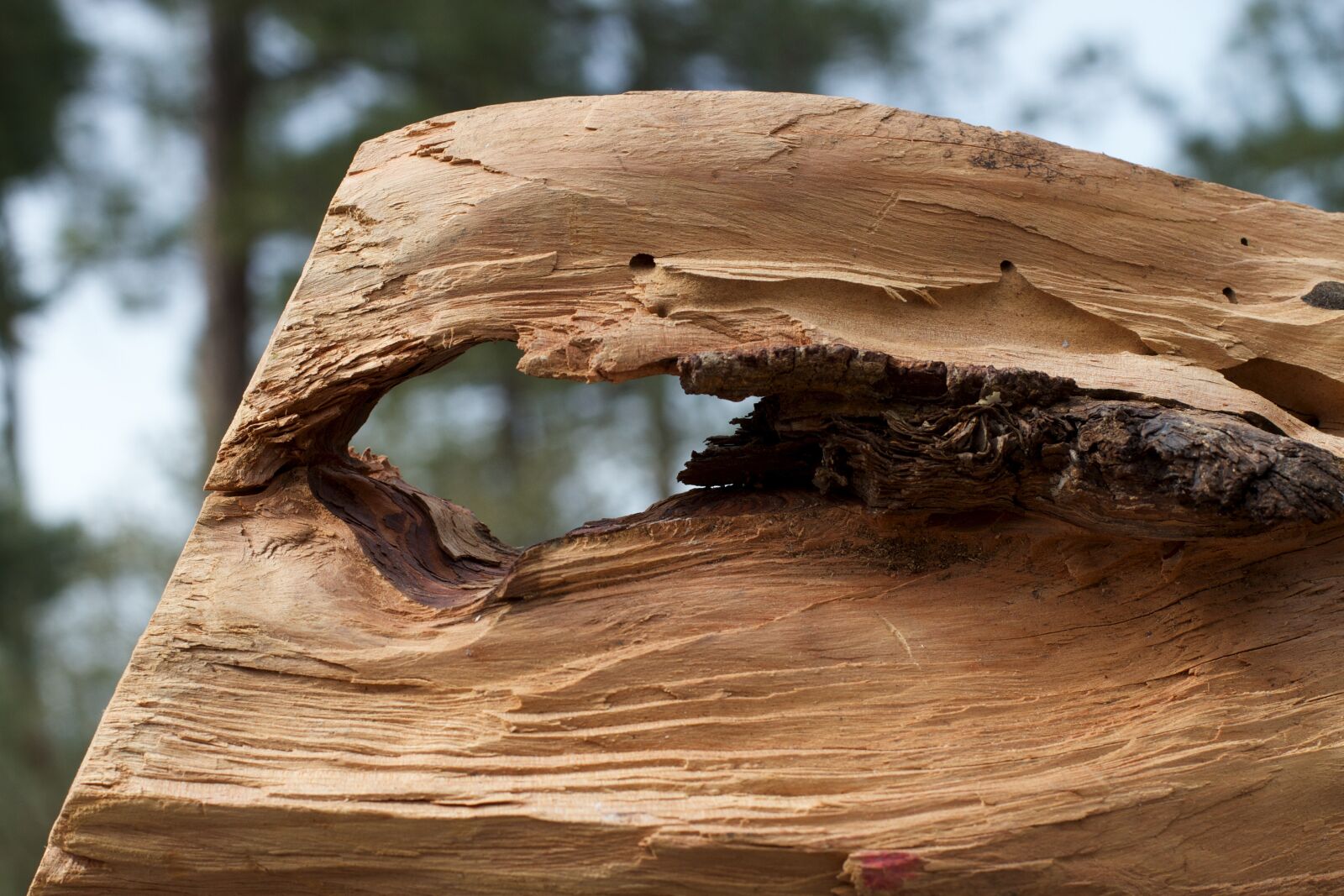 Canon EOS 7D sample photo. Wood, hole, weathered photography