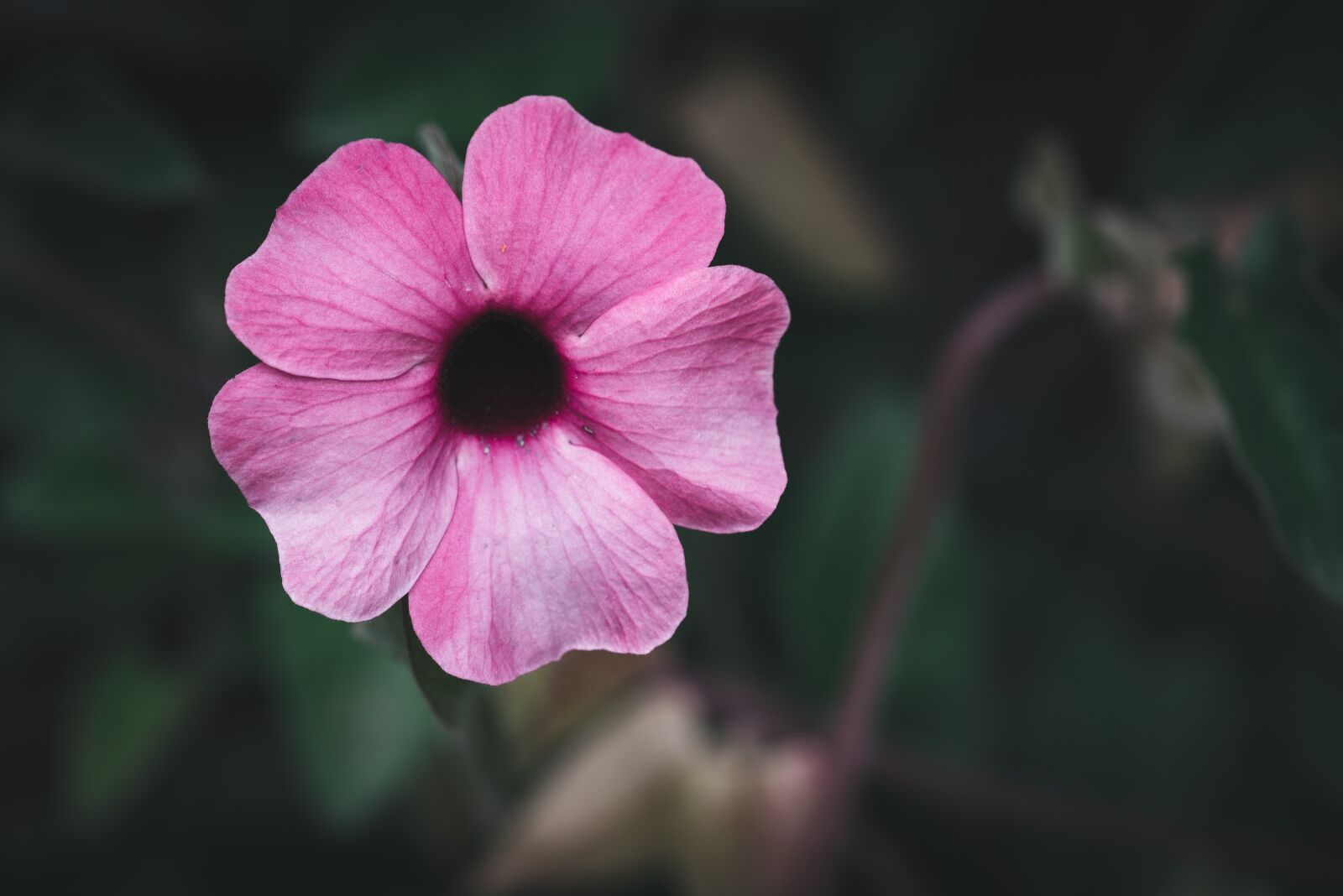 Nikon D750 sample photo. Flower, blossom, bloom photography