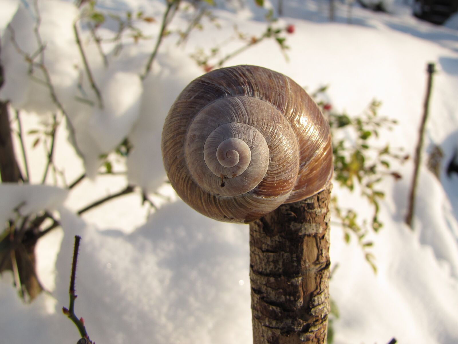Canon PowerShot SX20 IS sample photo. Shell, snow, deco photography