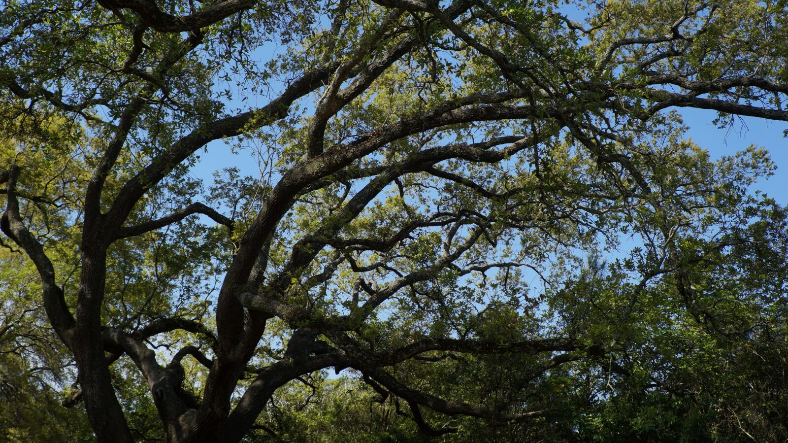 Sony Alpha a3000 + Sony E 18-55mm F3.5-5.6 OSS sample photo. Tree, nature, wood photography