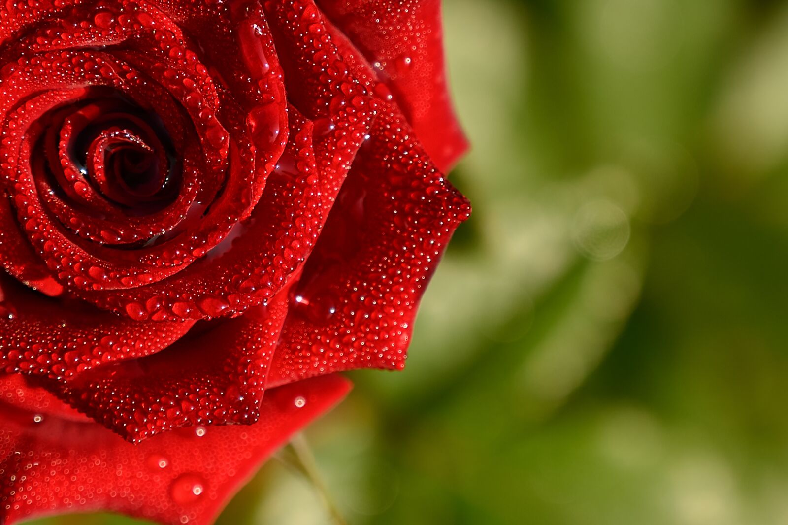 Nikon Nikkor Z 24-70mm F4 S sample photo. Rose, dew, red rose photography