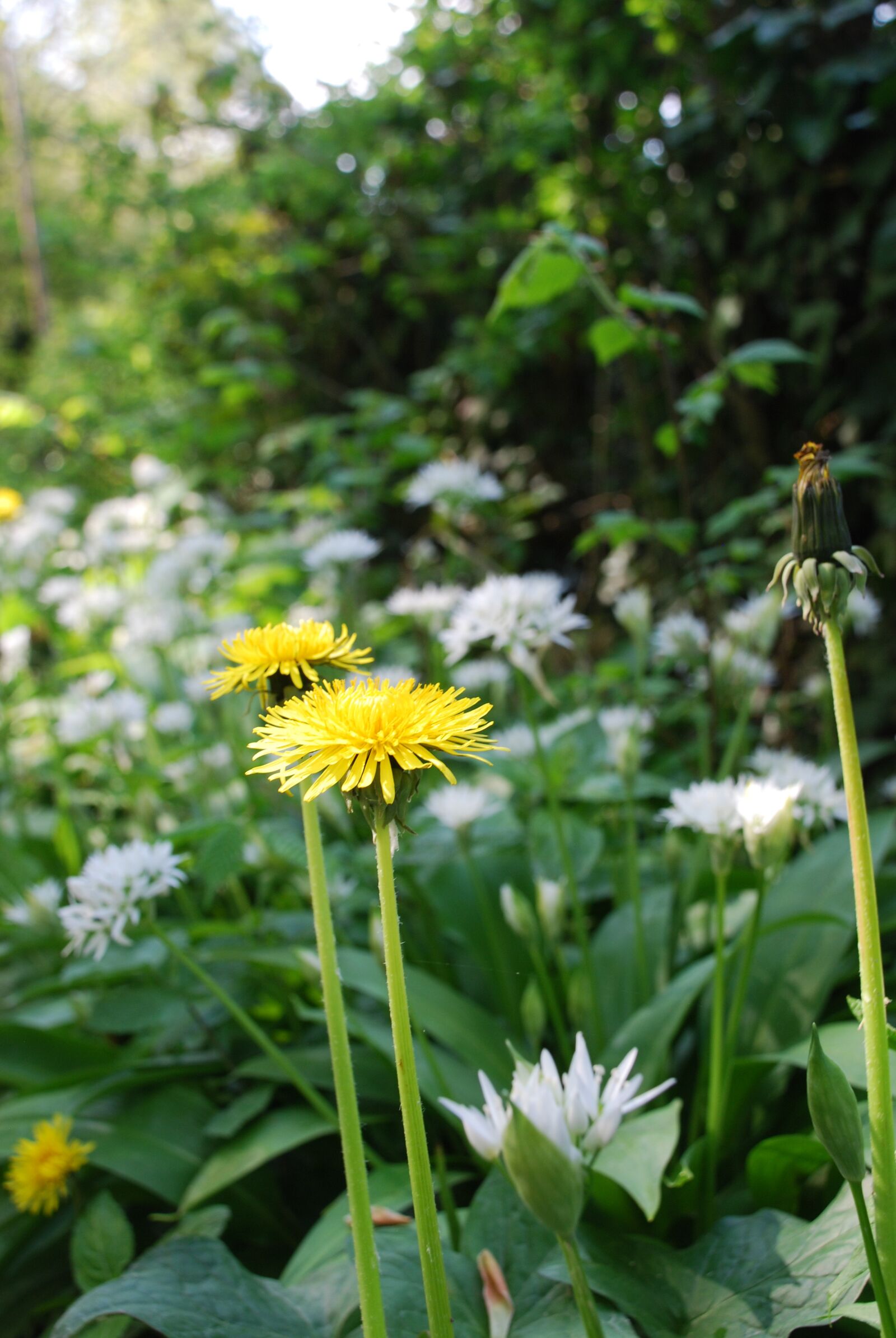 Nikon D80 sample photo. Dandelion, nature, hedgerow photography