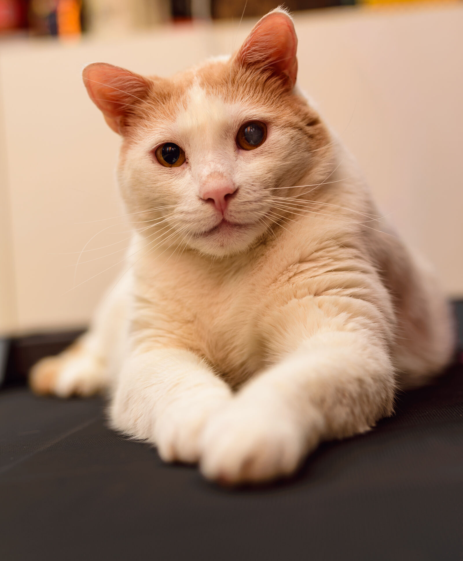 Sigma 50mm F1.4 DG HSM Art sample photo