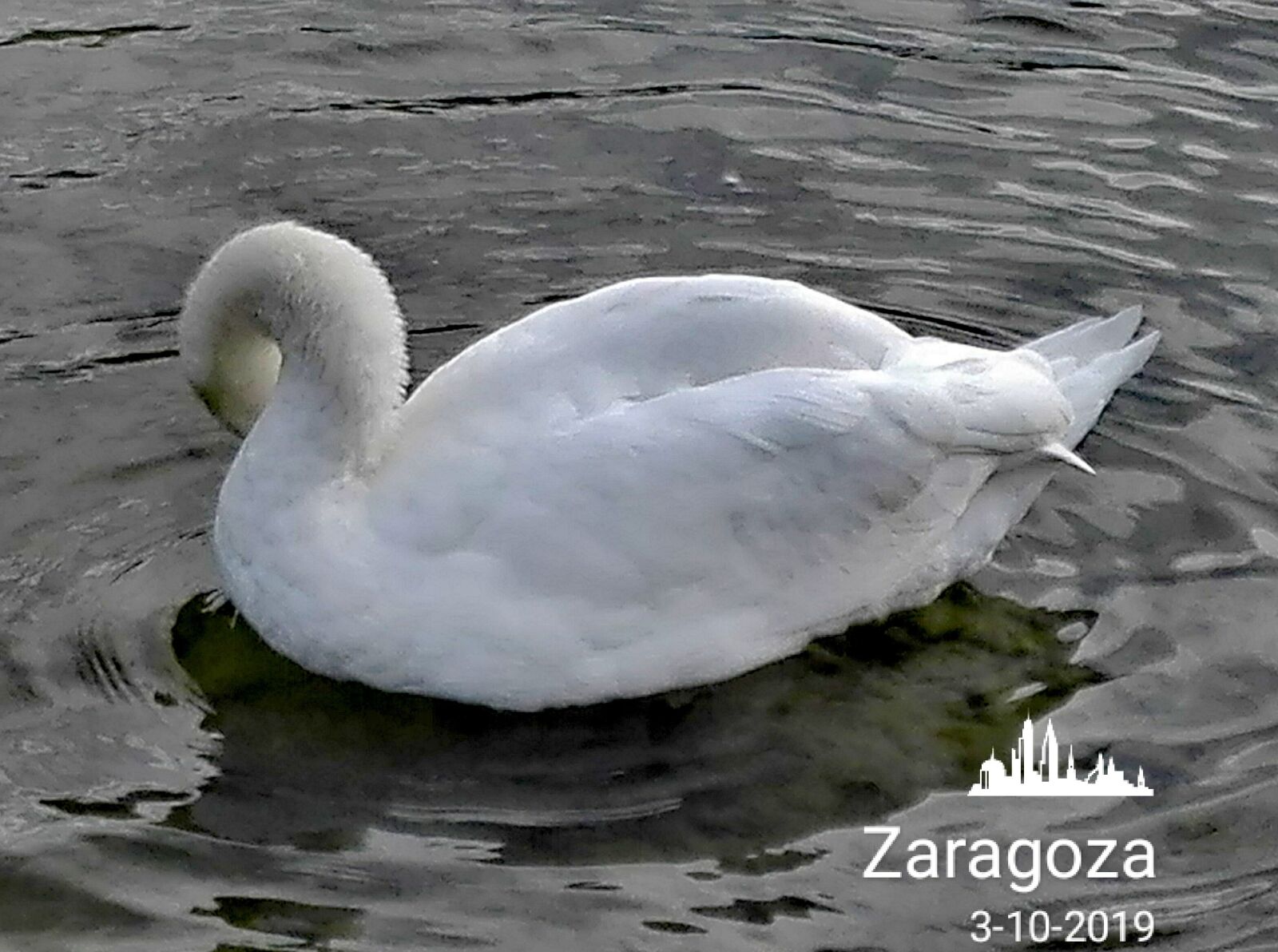 HUAWEI Y6II sample photo. Cisne, zaragoza, spain photography