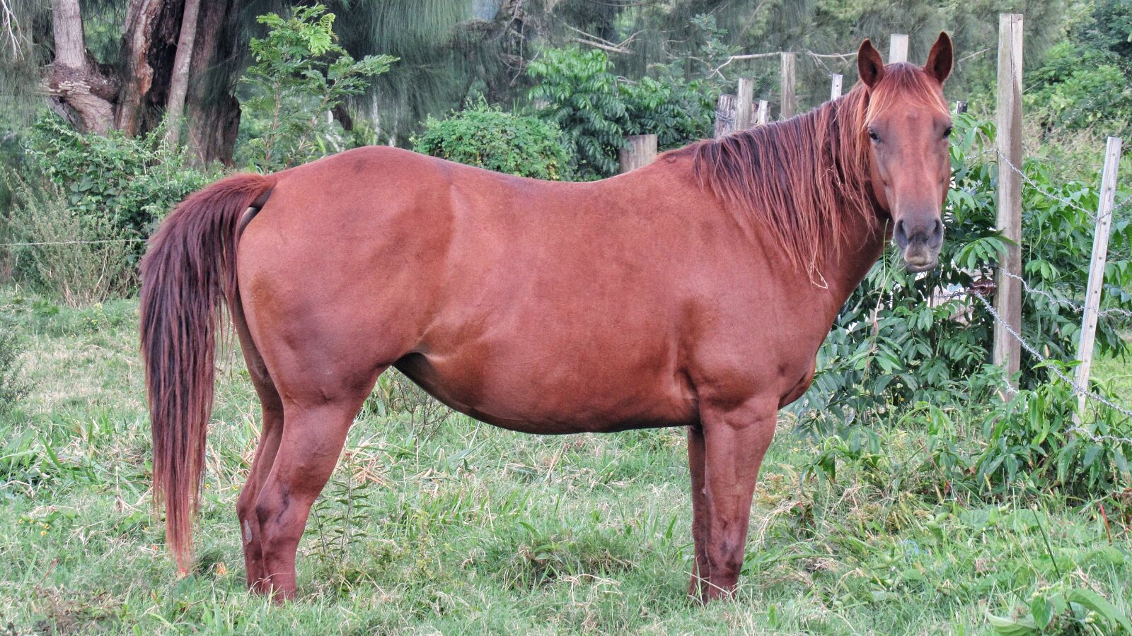 Canon PowerShot SX530 HS sample photo. Horse, calm, keen photography