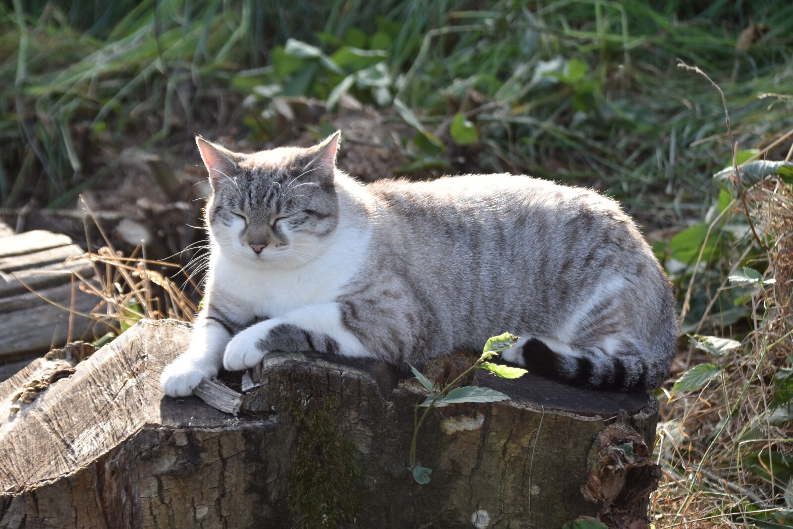 Nikon D5600 sample photo. Cat, feline, cat sleeps photography