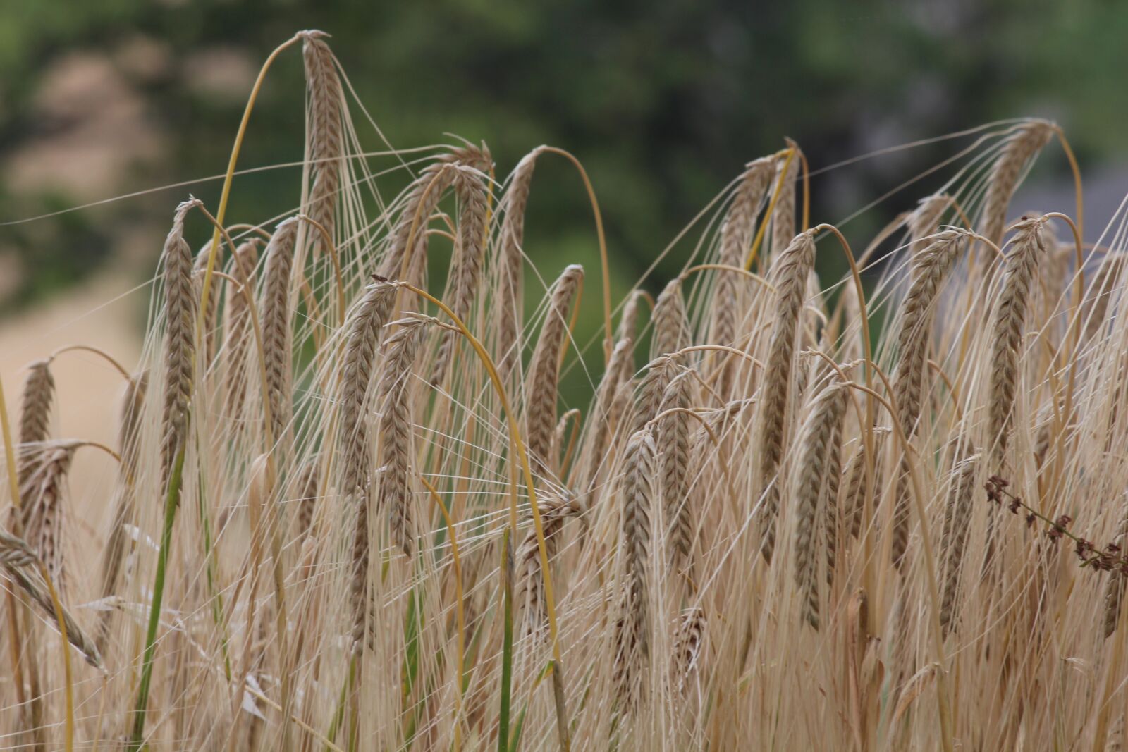 Canon EOS 650D (EOS Rebel T4i / EOS Kiss X6i) sample photo. Wheat, salman, field photography