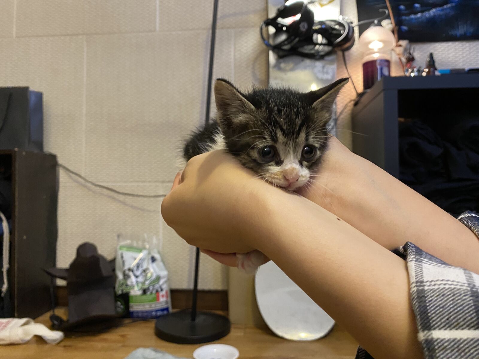 Apple iPhone 11 sample photo. Cat, baby, cute photography