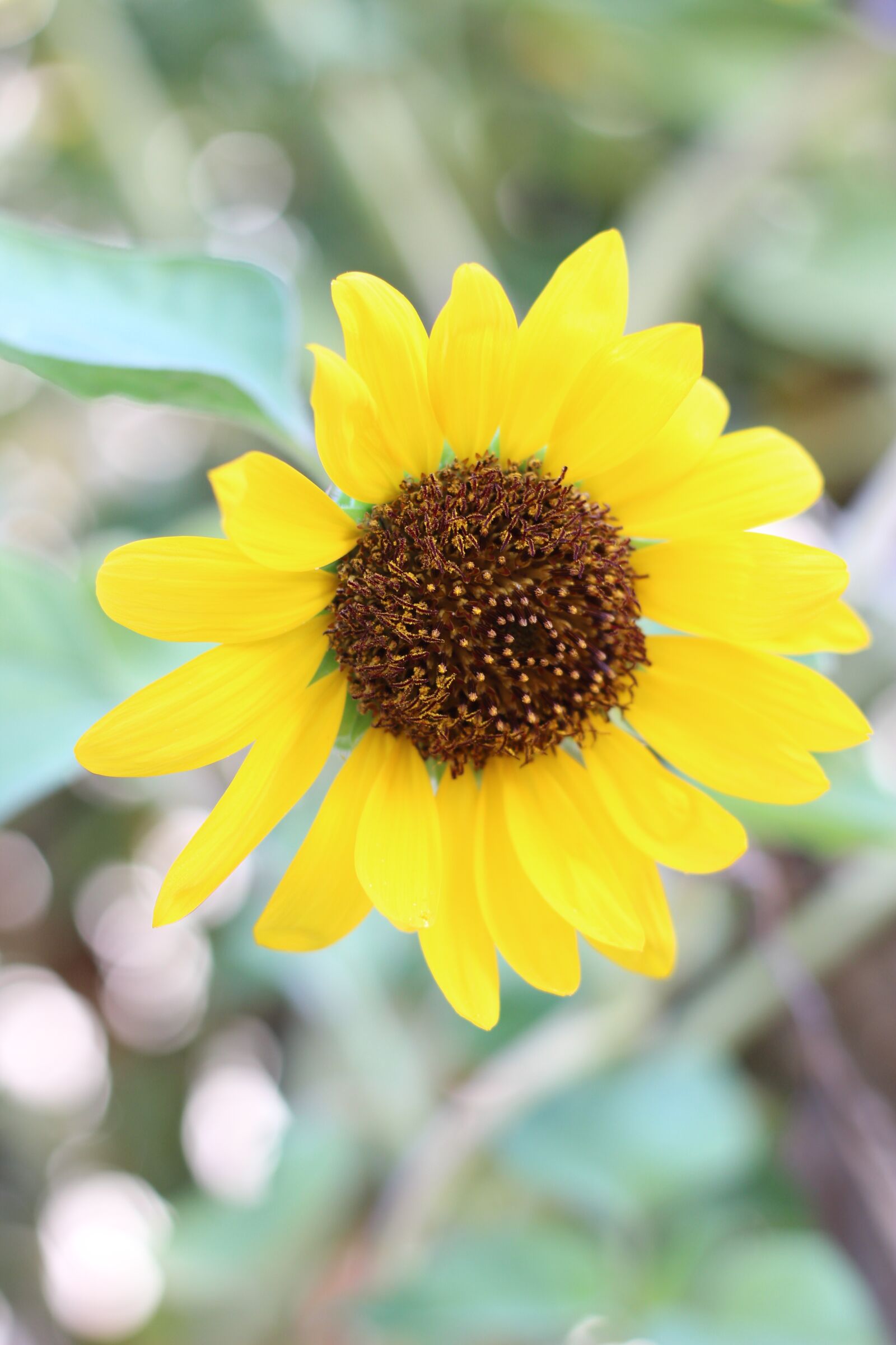 Canon EOS 600D (Rebel EOS T3i / EOS Kiss X5) + Canon EF 50mm F1.8 STM sample photo. Yellow flower, sunflower, flower photography