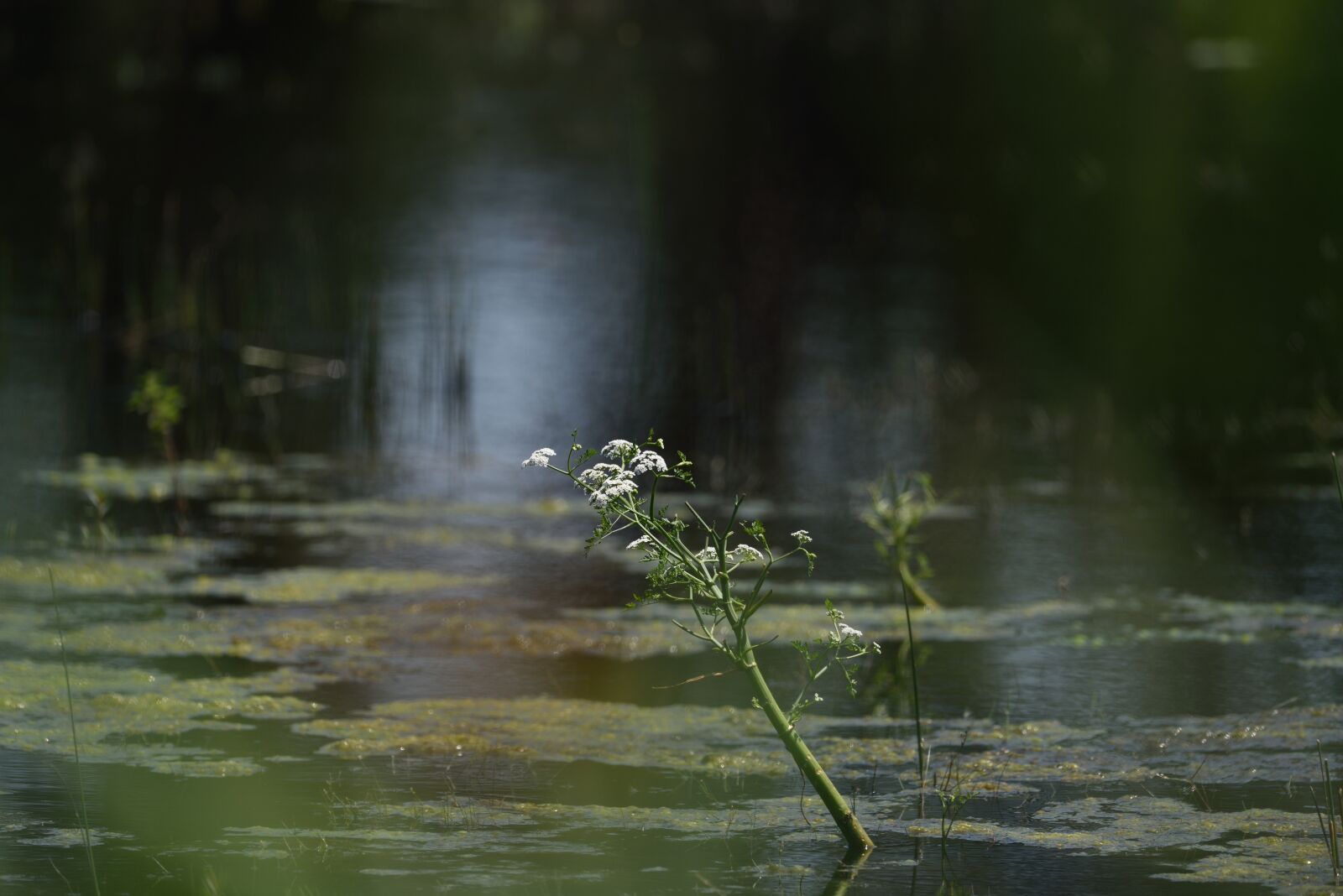 Nikon D750 sample photo. Water, reflections, calm photography