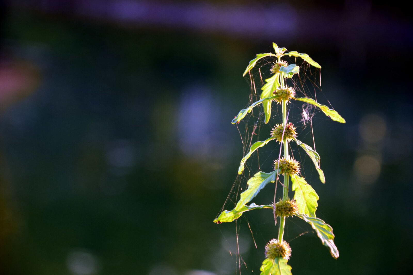 Nikon D3300 sample photo. Leaf, flower, flora, nature photography