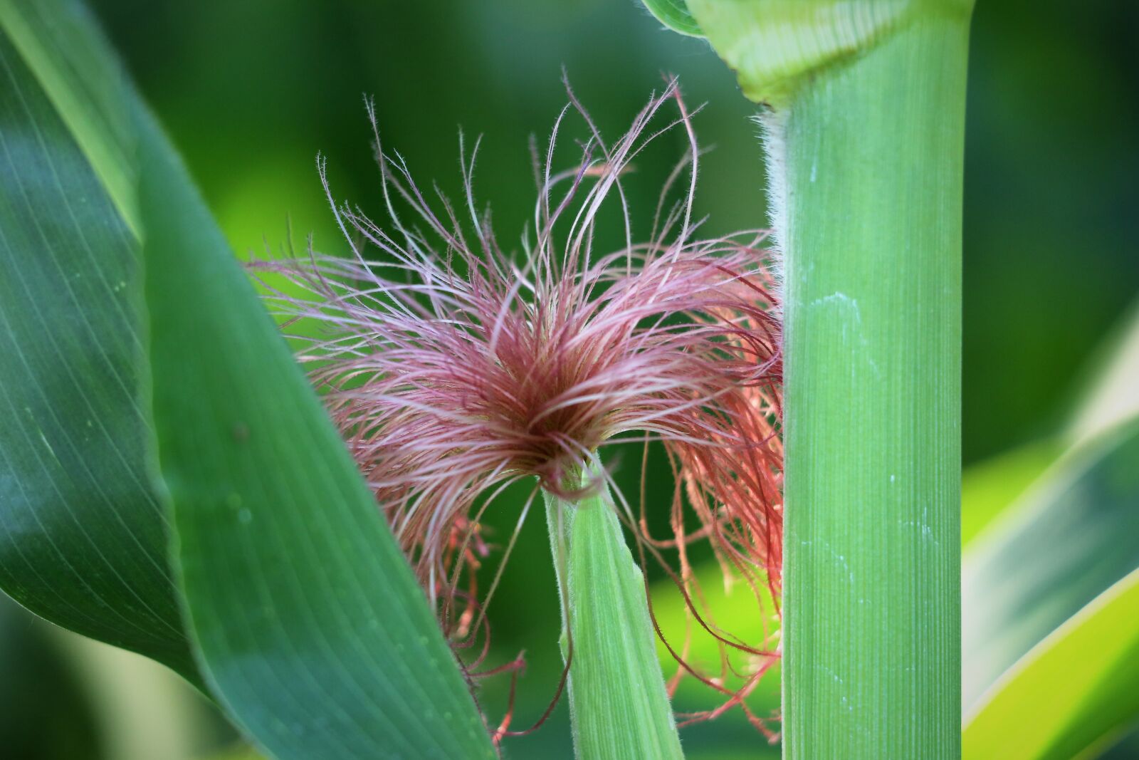 Canon EF 70-300 F4-5.6 IS II USM sample photo. Agriculture, corn moustaches, summer photography