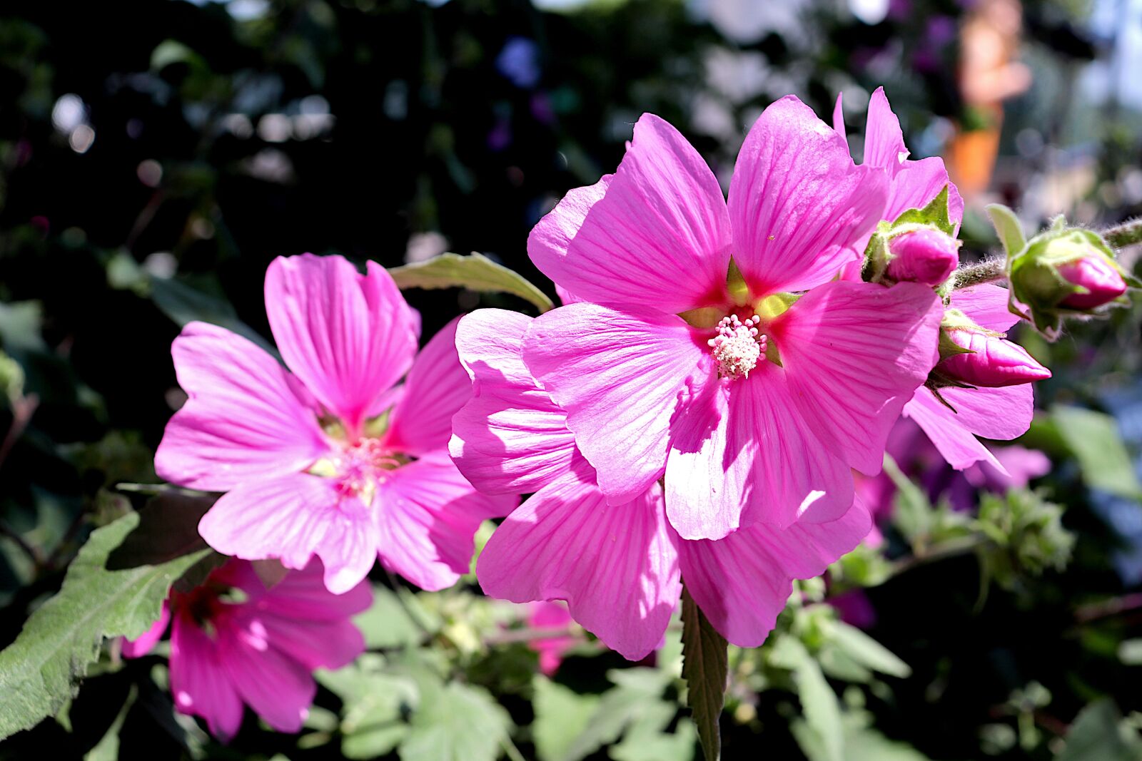 Canon EOS 800D (EOS Rebel T7i / EOS Kiss X9i) sample photo. Purple, flowers, plants photography
