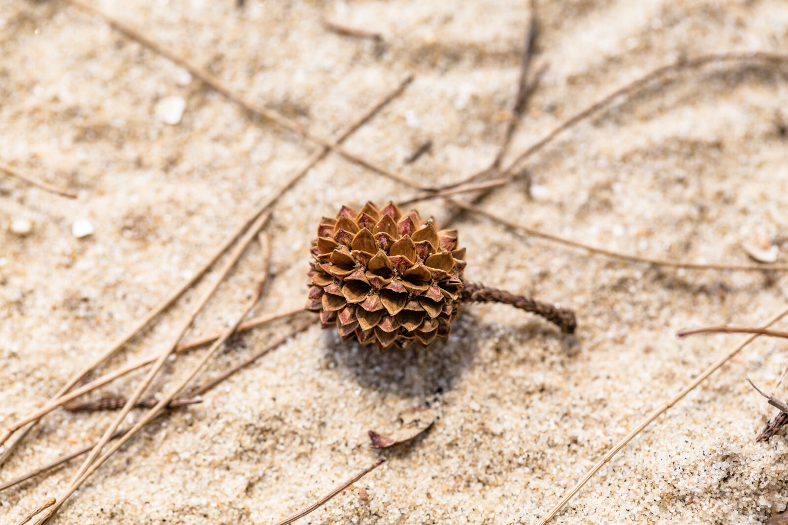 Canon EOS 6D + Canon EF 100mm F2.8L Macro IS USM sample photo. Agriculture, beach, environment, explore photography