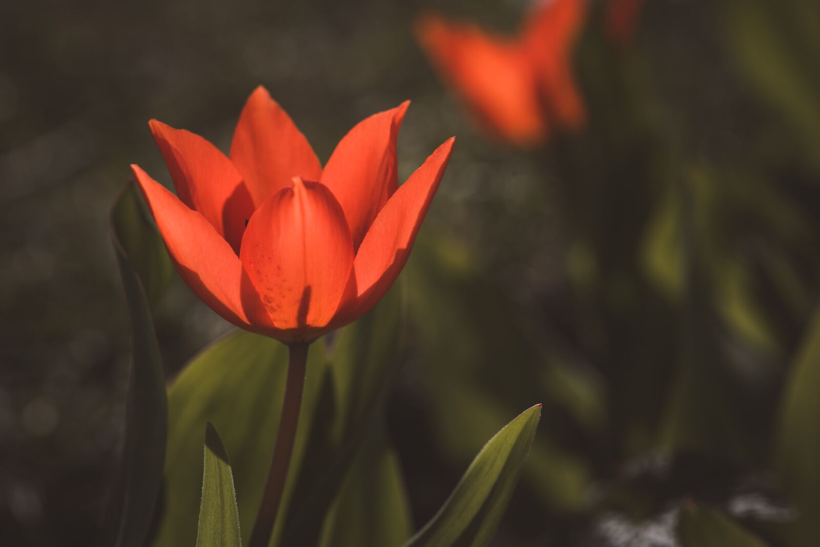 Nikon D750 sample photo. Tulip, small flower, red photography