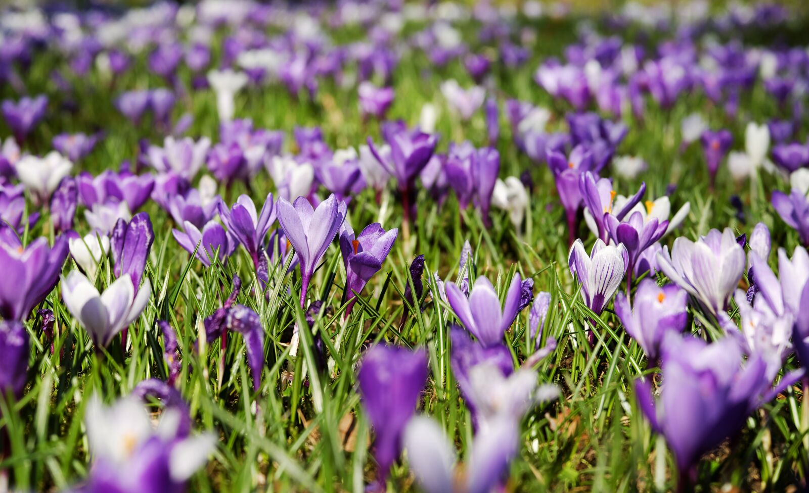 Fujifilm XF 55-200mm F3.5-4.8 R LM OIS sample photo. Crocus, spring, flowers photography