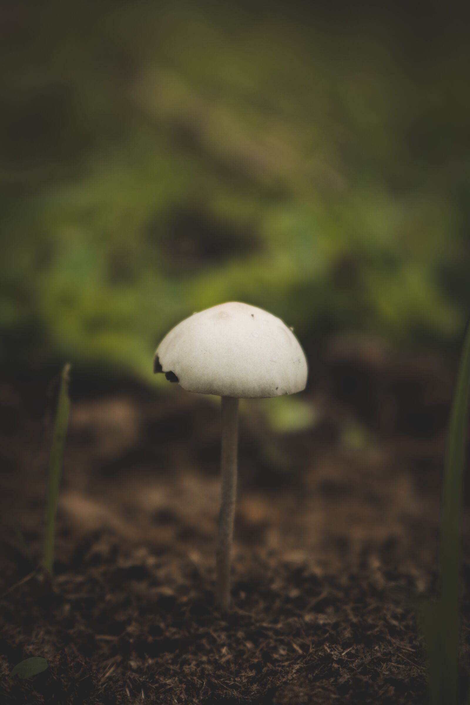 Canon EOS 750D (EOS Rebel T6i / EOS Kiss X8i) + Canon EF-S 18-55mm F3.5-5.6 IS STM sample photo. Mushroom, macro, forest photography